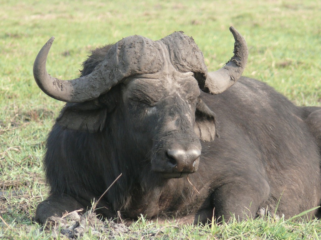 bufala